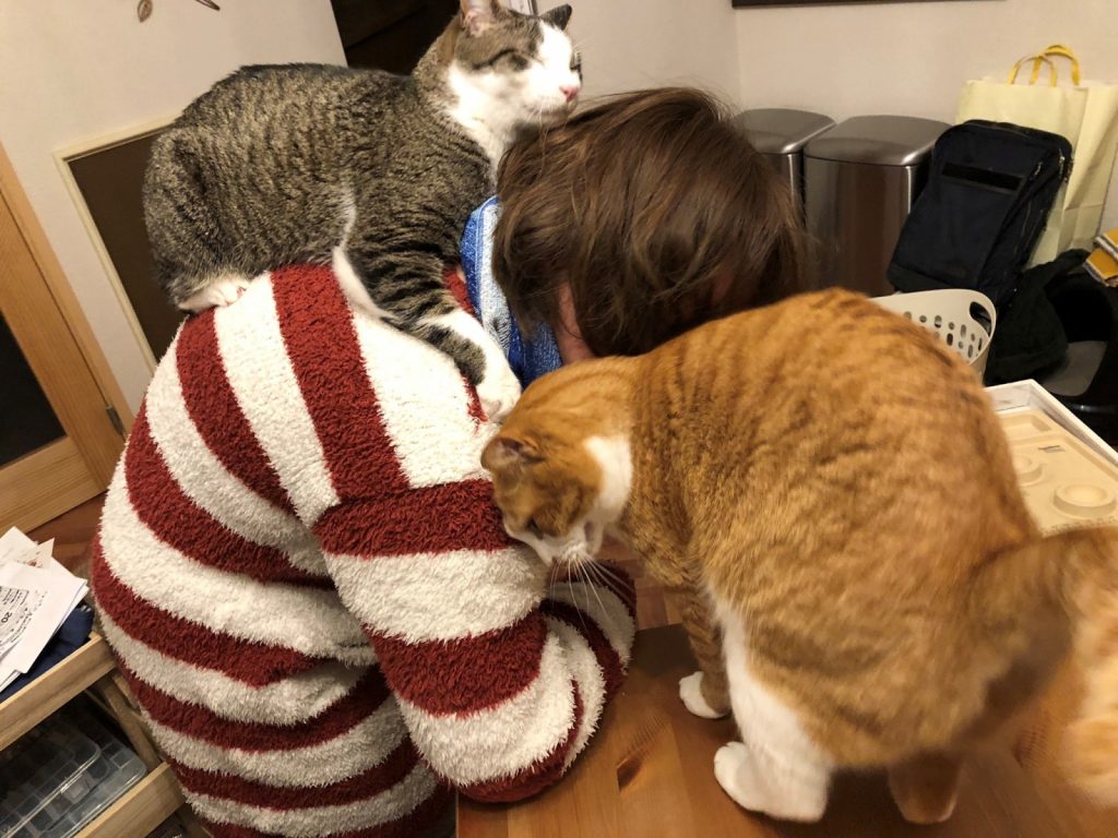 推主的妻子完全沒辦法工作，完全被兩位主子包夾住。（圖／Twitter@mitoconcon） 