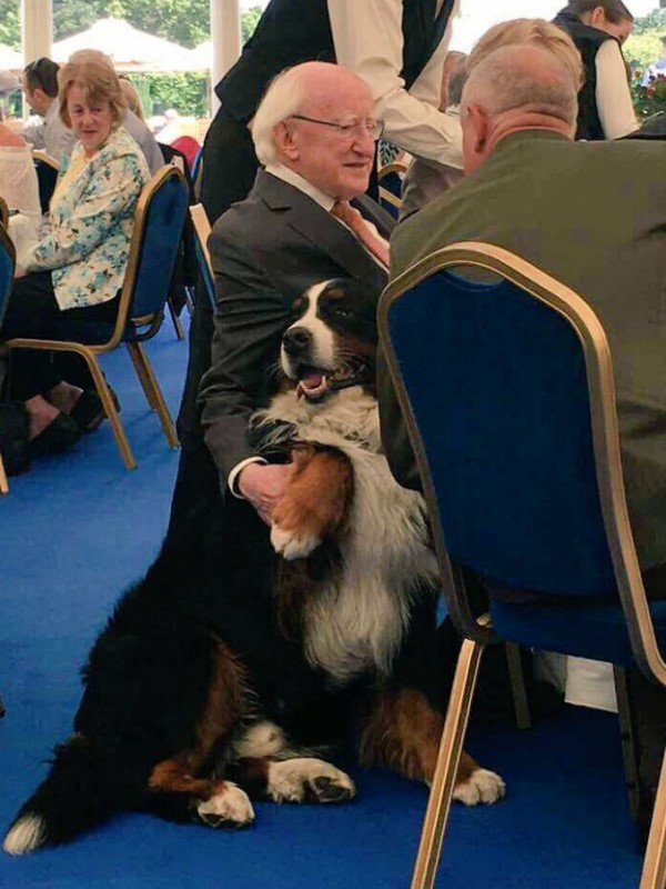 愛爾蘭總統出席婦女節活動　遭愛犬亂入翻肚討摸摸搶盡風采