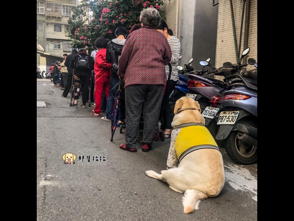 這天聽到飼主說要「等肉肉」，Go+果斷地乖乖坐等肉肉吃。（圖／臉書粉專「那隻拉拉」提供） 