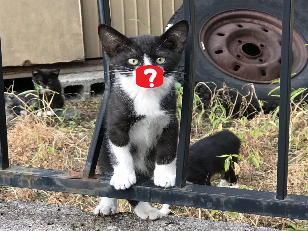 日本推主撿到一窩小浪貓，其中一隻小賓士的長相相當特別（圖／twitter@TOKAITRICK_bot）