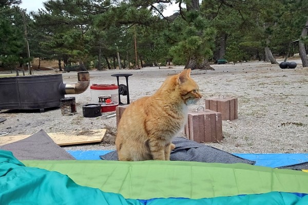 網友露營被地痞貓群搶糧搶帳篷　網笑：「收保護費啦！」