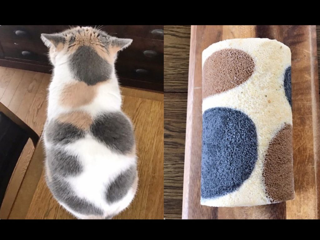 日本一位貓奴為主子慶生時，買了一條撞色的蛋糕捲（圖／IG@yanagina.k）