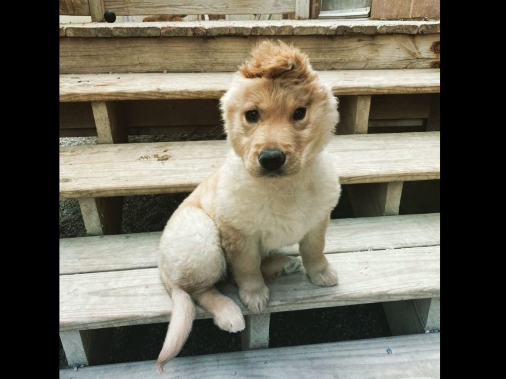 美國一隻黃金獵犬長相非常特別（圖／IG@goldenunicornrae）