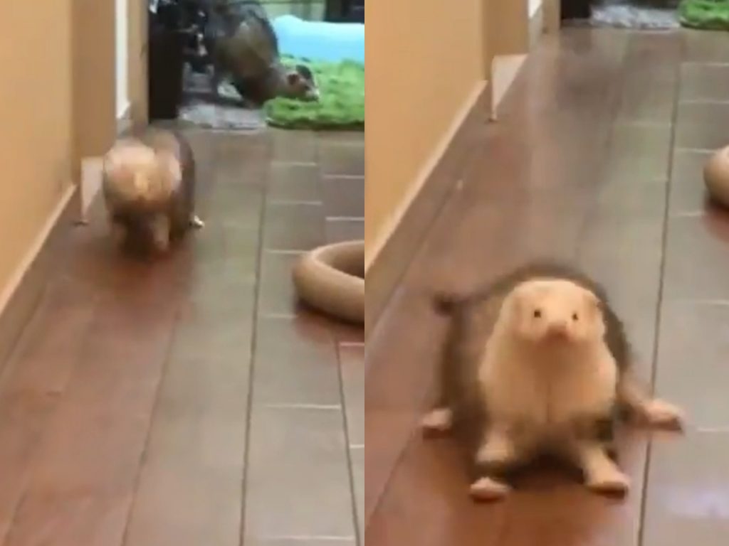 咚、咚咚咚！（圖／Twitter@ringorin109） 