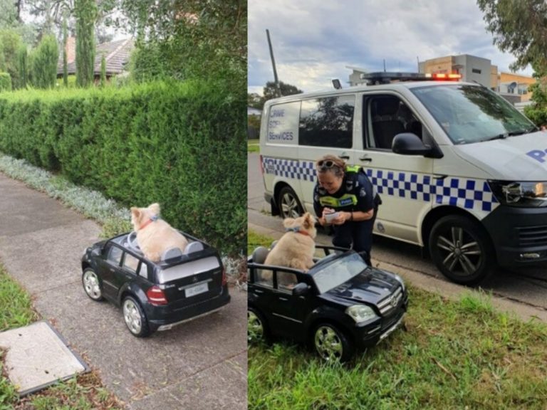 路上發現一隻狗狗獨自在車車裡行駛前進。（圖／Victoria Police） 