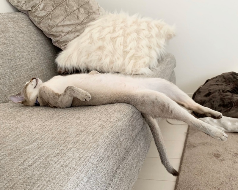 豪邁貓咪熟睡中雙腿騰空　網驚：下半身超有力！