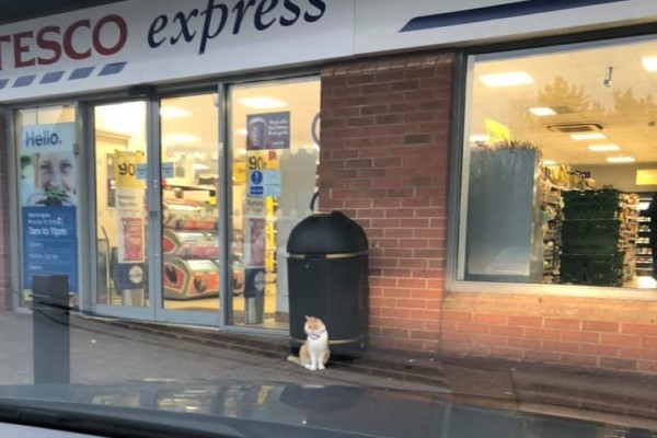 橘白貓被禁止進入最愛超市　居民抗議：不讓牠來就不消費