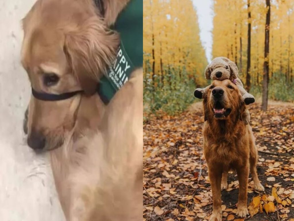 黃金獵犬剛柏從服務犬轉型成為旅遊網紅（圖／IG@mycaninelife）