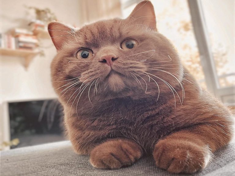 可可色胖貓擁有超圓潤腮幫子　根本就是真實版「熊大」！
