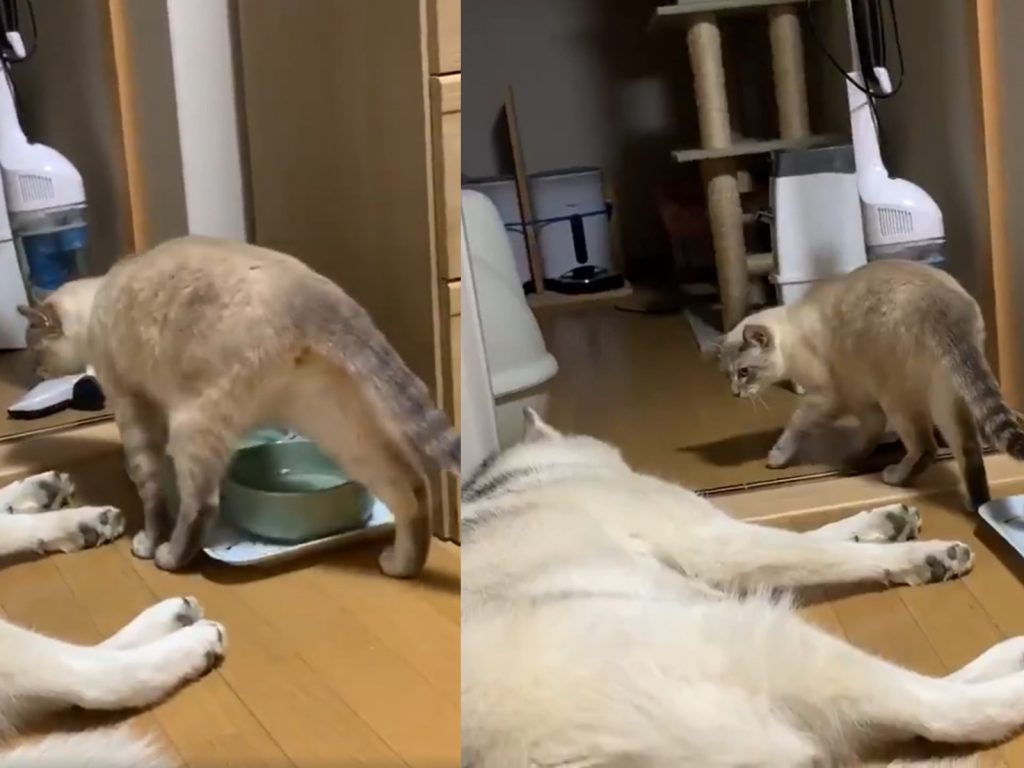 貓咪小心經過二哈身邊。（圖／Twitter@b09a2032c）