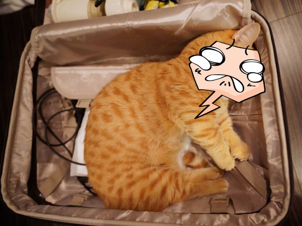 不管不管！人家要跟！（圖／Twitter@hanae0626） 