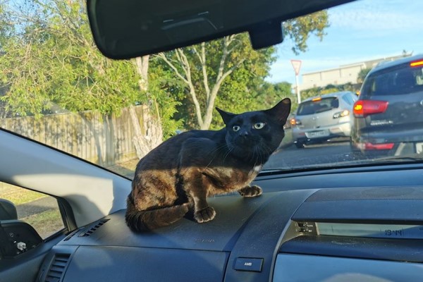 送小孩上學車內竟出現陌生黑貓　每天來討食只好直接收編