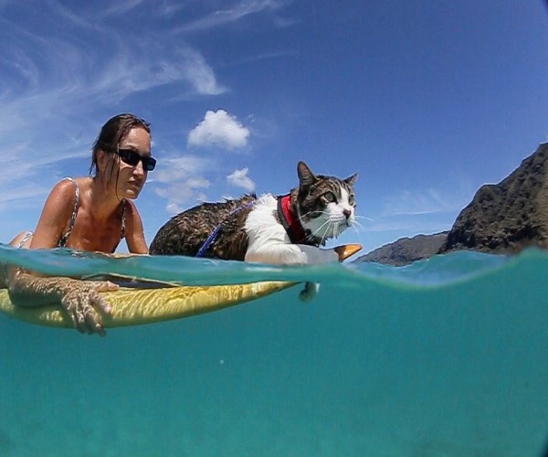 夫妻領養害羞貓咪　發現牠竟是超另類的游泳悍將！