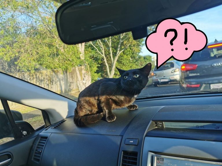 瑪琳娜開車送小孩上學途中，車內突然出現一隻黑貓（圖／FB@Melina Marama Waite）
