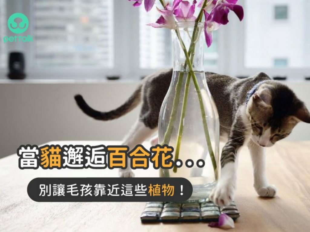 （圖／PetTalk提供）