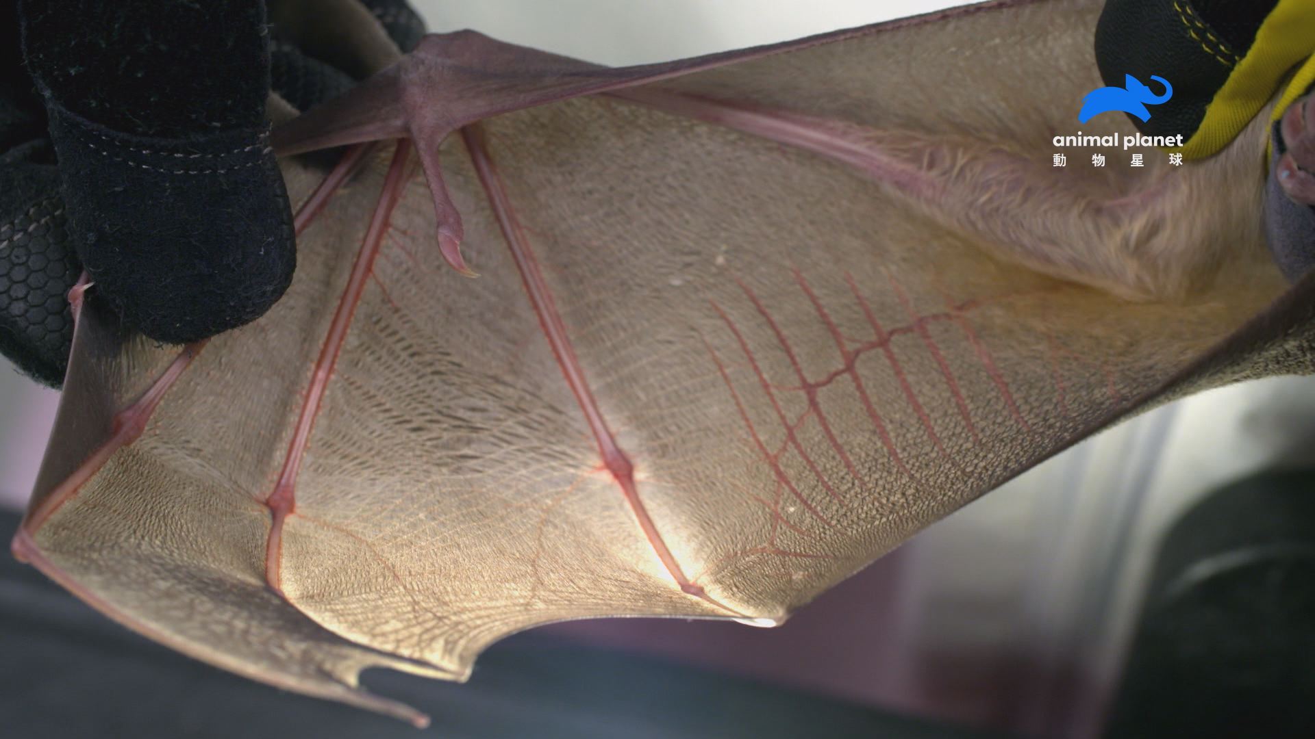 蝙蝠看似翅膀的部位，其實是有著二十幾個關節並被特殊肌肉包覆的「手」。（圖／動物星球頻道提供）