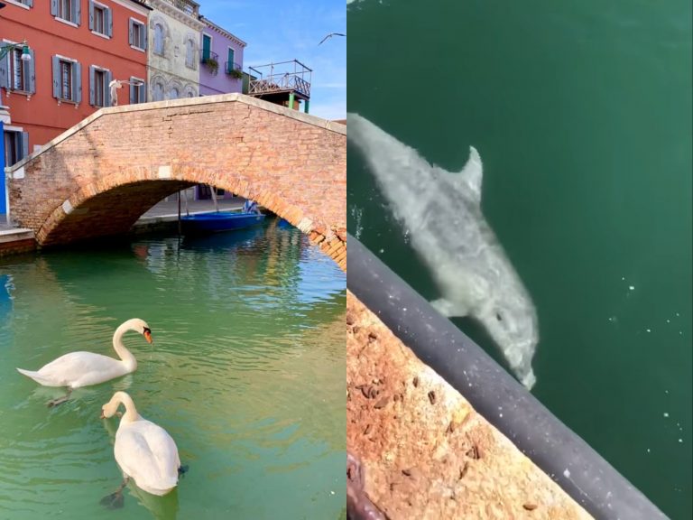 威尼斯變清澈！天鵝、海豚、鱷魚現身運河照瘋傳　原來全是假
