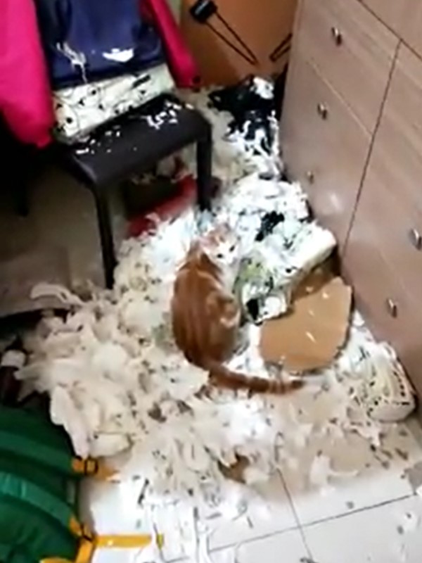 影／貓咪在家製造衛生紙之亂　崩潰媽：一個清蒸一個紅燒！