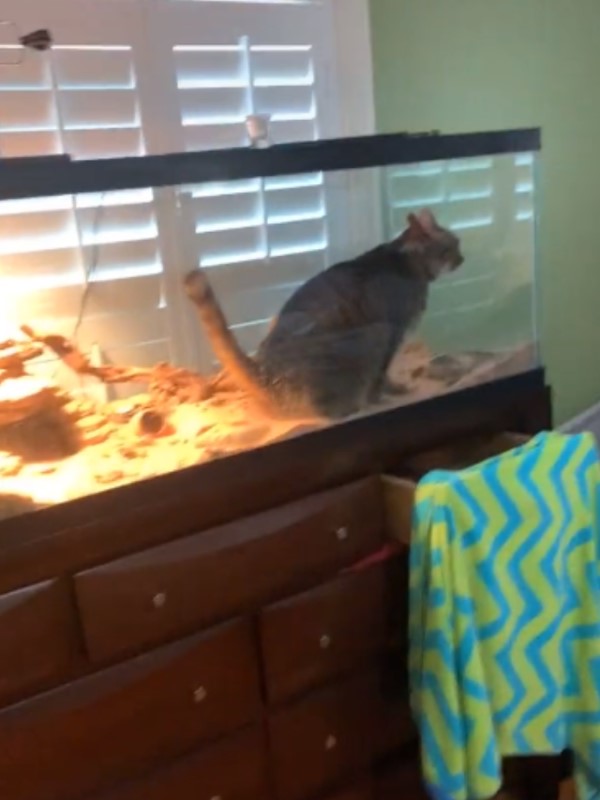 貓咪闖入蜥蜴保溫箱當貓盆如廁　網笑瘋：加熱比較舒服！