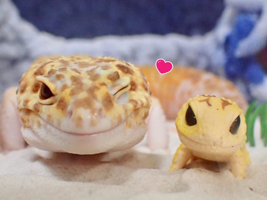 守宮「琥珀」獲得一個跟自己一樣的小玩具（圖／IG@589_tomo）