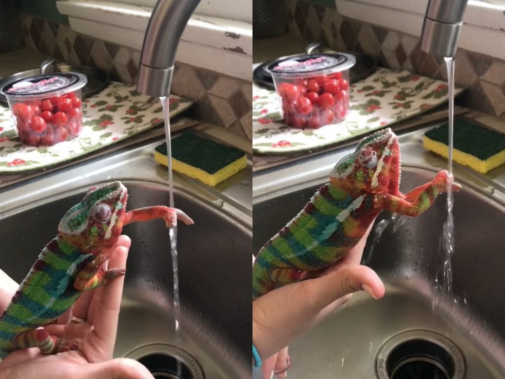 Zeke先洗了左手，不只沖洗許多次，眼睛也專注地看著水流。右手當然也不例外。（圖／Facebook@Elizabeth Ann Poe） 