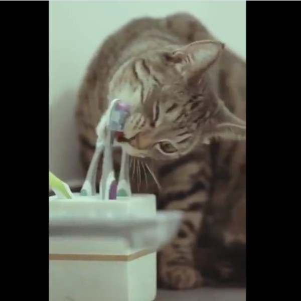 天才虎斑貓每天觀察馬麻梳洗　某天竟學會自己刷牙！