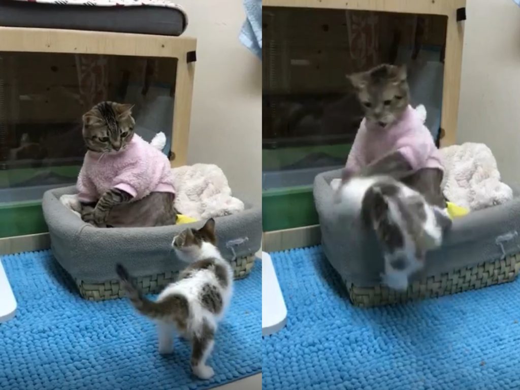 小貓海棠挑釁大貓豆豆（圖／網友Chunting Chang授權提供）
