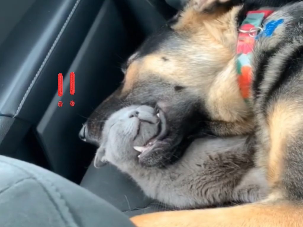 牧羊犬與灰貓以一種很奇怪的方式熟睡（圖／IG@butta.bella）