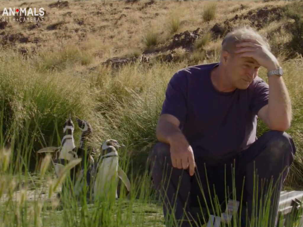 企鵝A：哞嗚～ 企鵝B：哞嗚～～～～～～ 企鵝C：哞嗚～～～ 專家無奈：牠們玩上癮了…… （圖／Facebook@BBC Earth） 