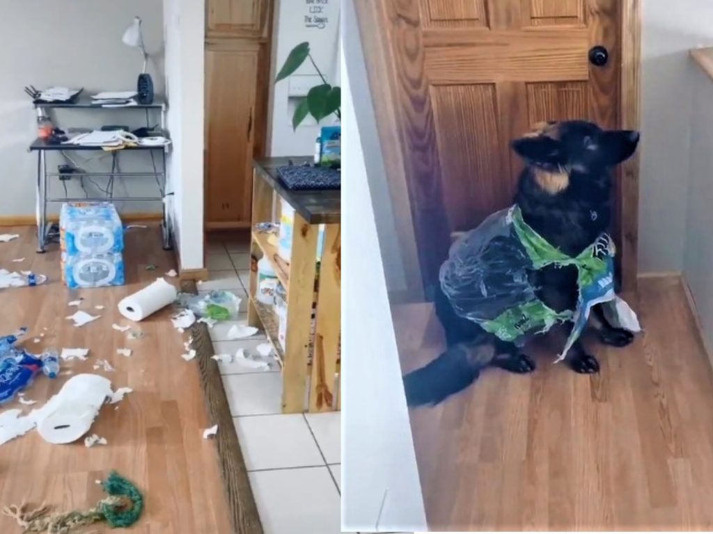 女子回家發現家中一團糟（圖／翻攝自twitter@baymooney）