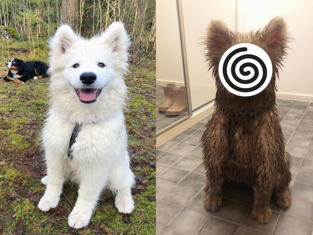 薩摩耶歐尼（圖／IG@onnisamoyed）