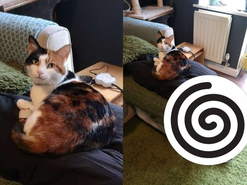 英國一隻三花貓似乎很滿意貓奴為牠特製的保暖小物（圖／reddit@bubobaby）