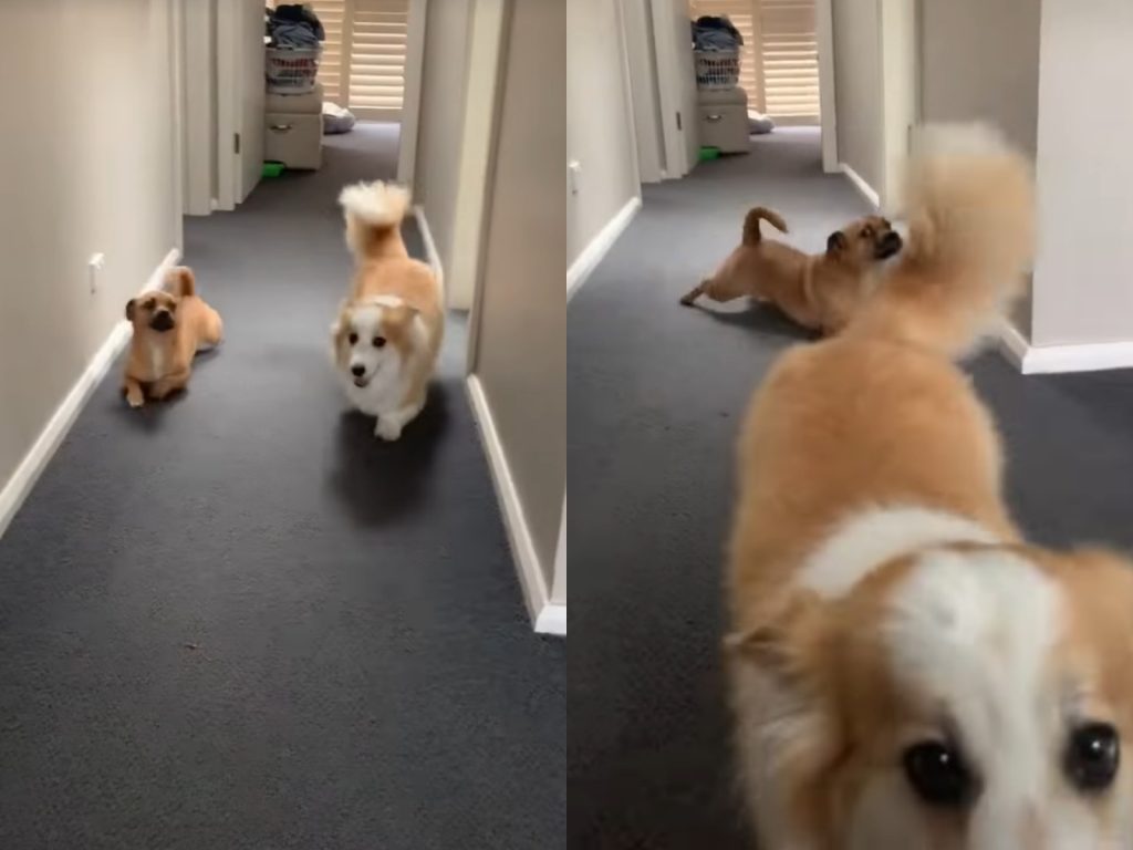 達斯汀一路尾隨學泰托的小短腿走路，還很認真偷瞄泰托有沒有看到。（IG@dustinpup） 