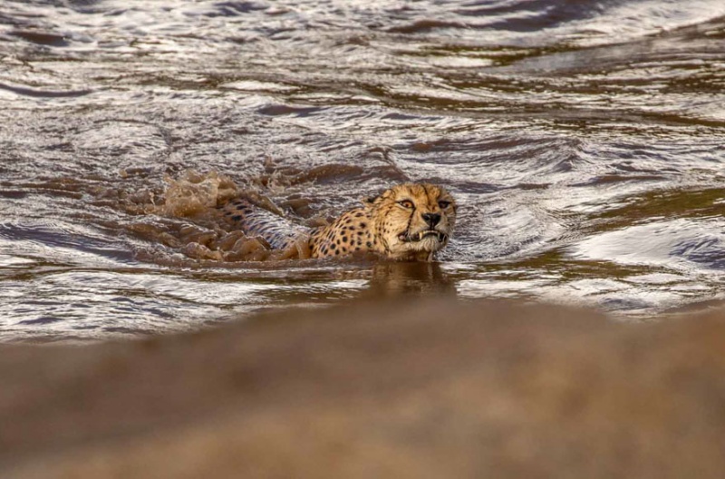 獵豹一家帥氣躍水驚險渡河　見游泳姿態網笑：也太猙獰！