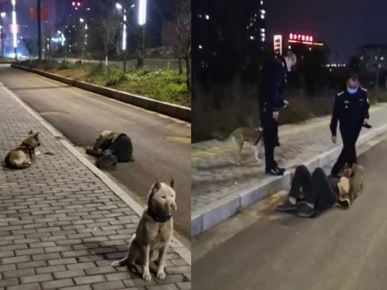 一名中國網友在路上遇見兩隻狗狗受護著一名臥倒路邊的男子（圖／翻攝自Youtube@微博热点视频）