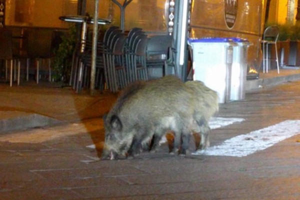 居民因新冠肺炎在家防疫　空蕩街道出現動物散步奇景