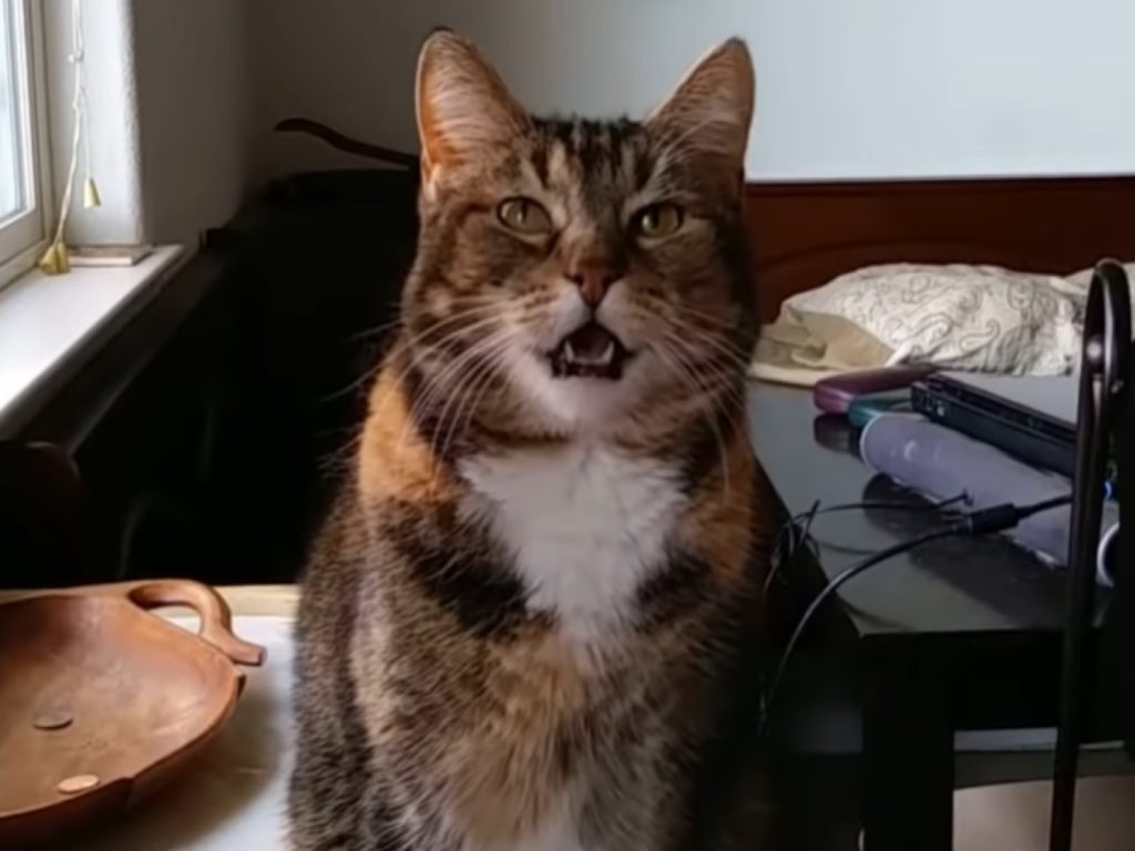 貓咪「培根」只要肚子餓就會對主人說出關鍵字（圖／翻攝自Youtube@barbj672000）