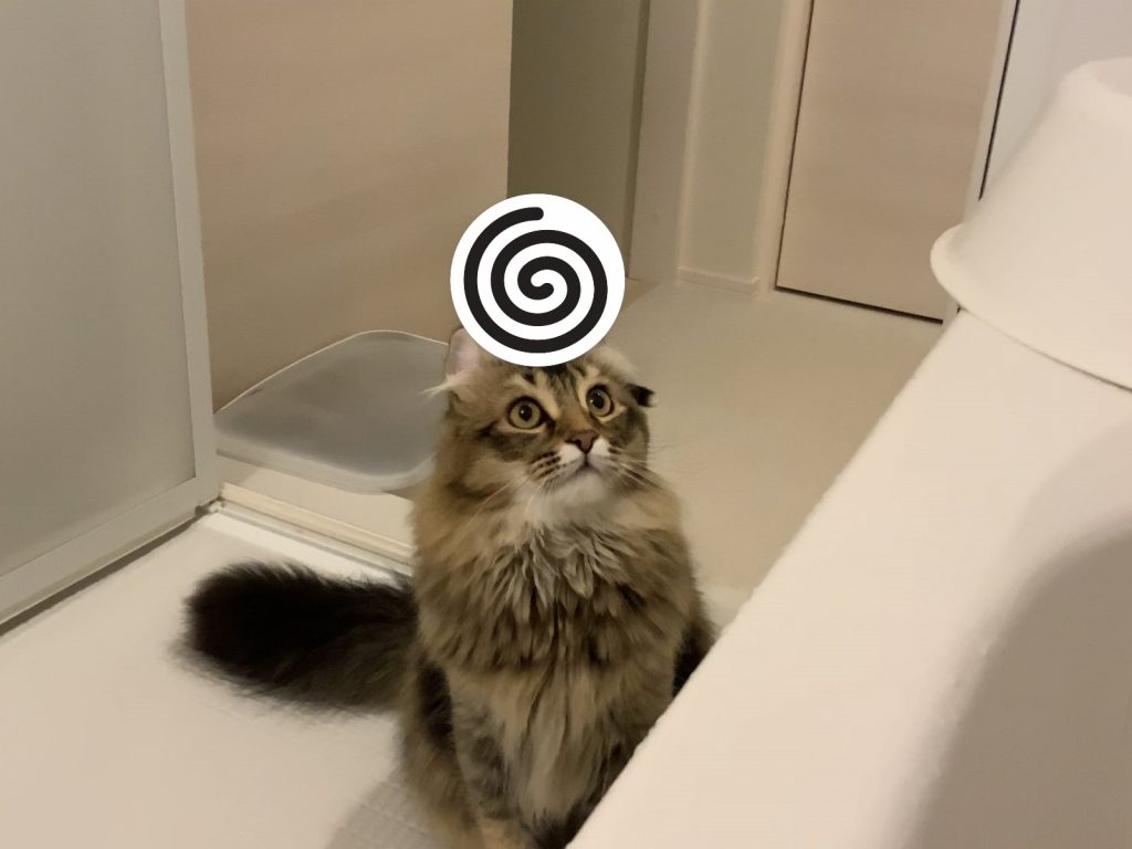 貓咪無意間的錯位造成超有趣的視角（圖／twitter@milk_cat__）