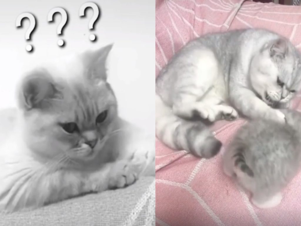 貓媽媽全程目睹貓爸爸偷打小孩（圖／翻攝自TikTok@anhphuong_19）