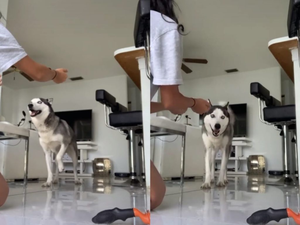 哈士奇與馬麻鬥智（圖／翻攝自Tik Tok@@genesiisreyesss）