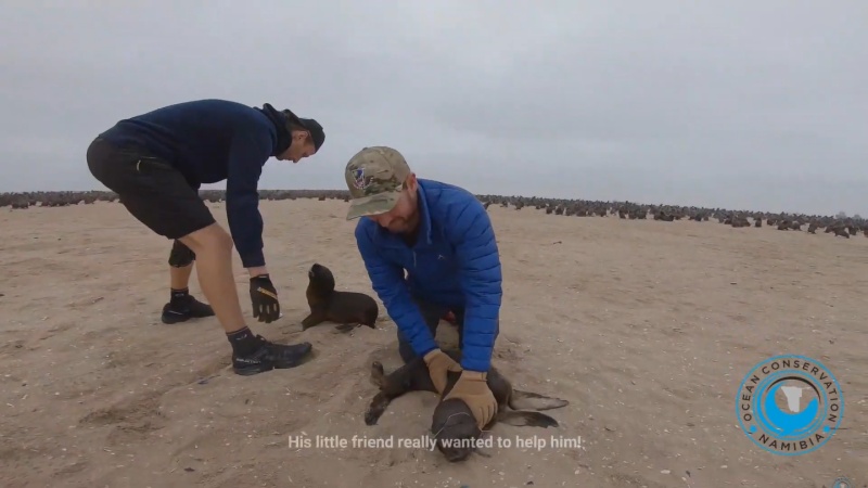 小海獅被魚鉤刺傷男子急救援　一旁同伴猛衝撞：不准傷害牠！ 