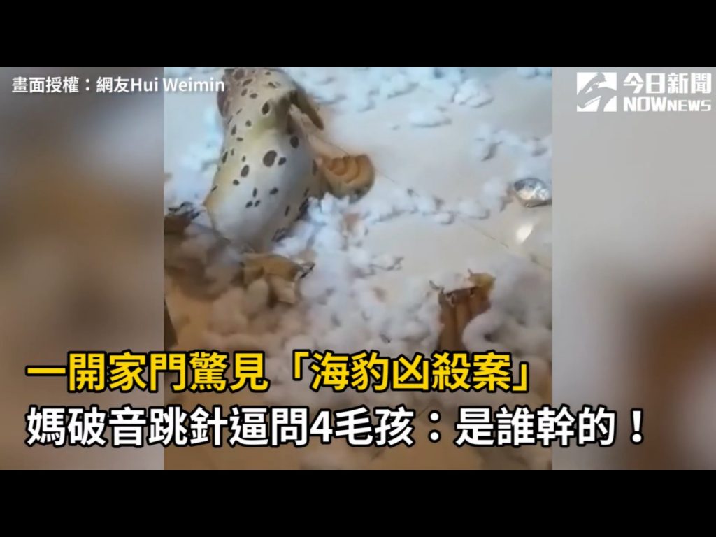 現場沒有一隻狗狗敢承認。（圖／網友Hui Weimin提供） 