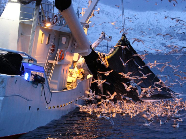 信天翁能長時間飛行的特性，讓科學家在牠們身上裝設的GPS及船隻偵測天線得以監視漁船。（圖／Shutterstock） 