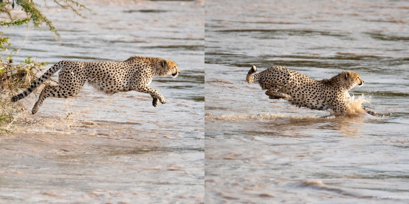 獵豹一家帥氣躍水驚險渡河　見游泳姿態網笑：也太猙獰！