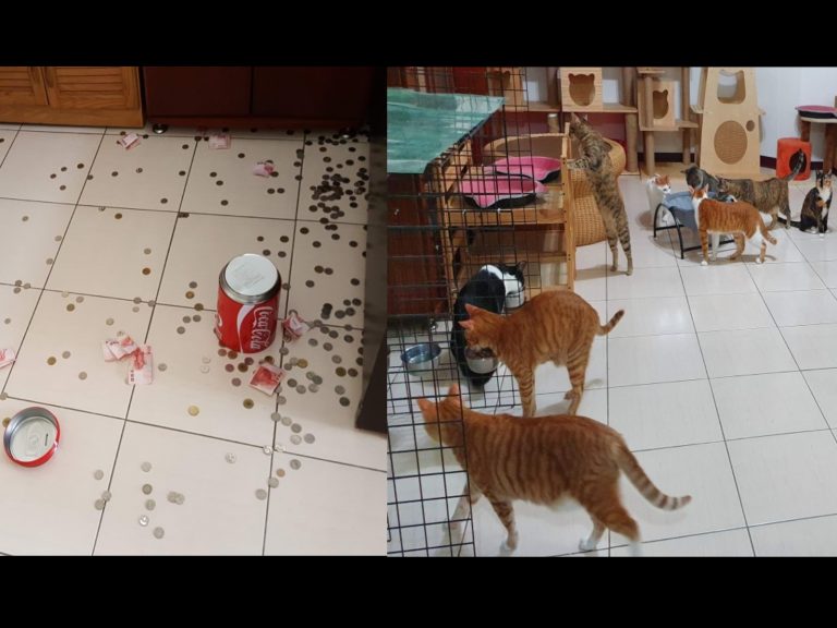 網友一回家發現存錢筒被摔爆，疑似有貓咪不滿沒有罐罐而生氣遷怒（圖／網友連梅毛授權提供）