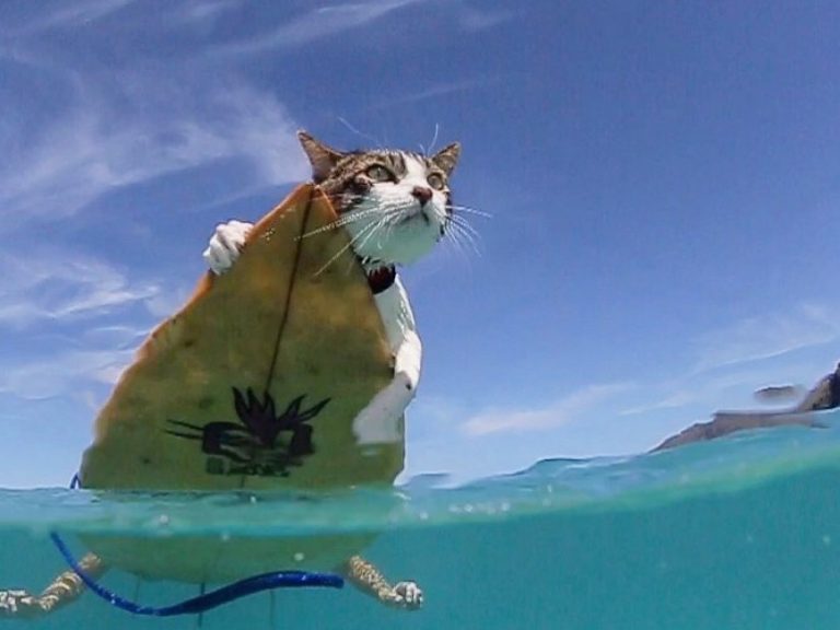 貓咪「賀庫雷Hokule’a」非常喜歡與主人到海邊衝浪（圖／IG@hokuleathesurfingcat）