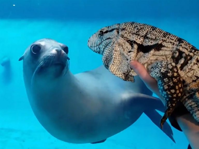 水族館Mystic Aquarium的海獅第一次和蜥蜴相見（圖／Twitter@mysticaquarium）