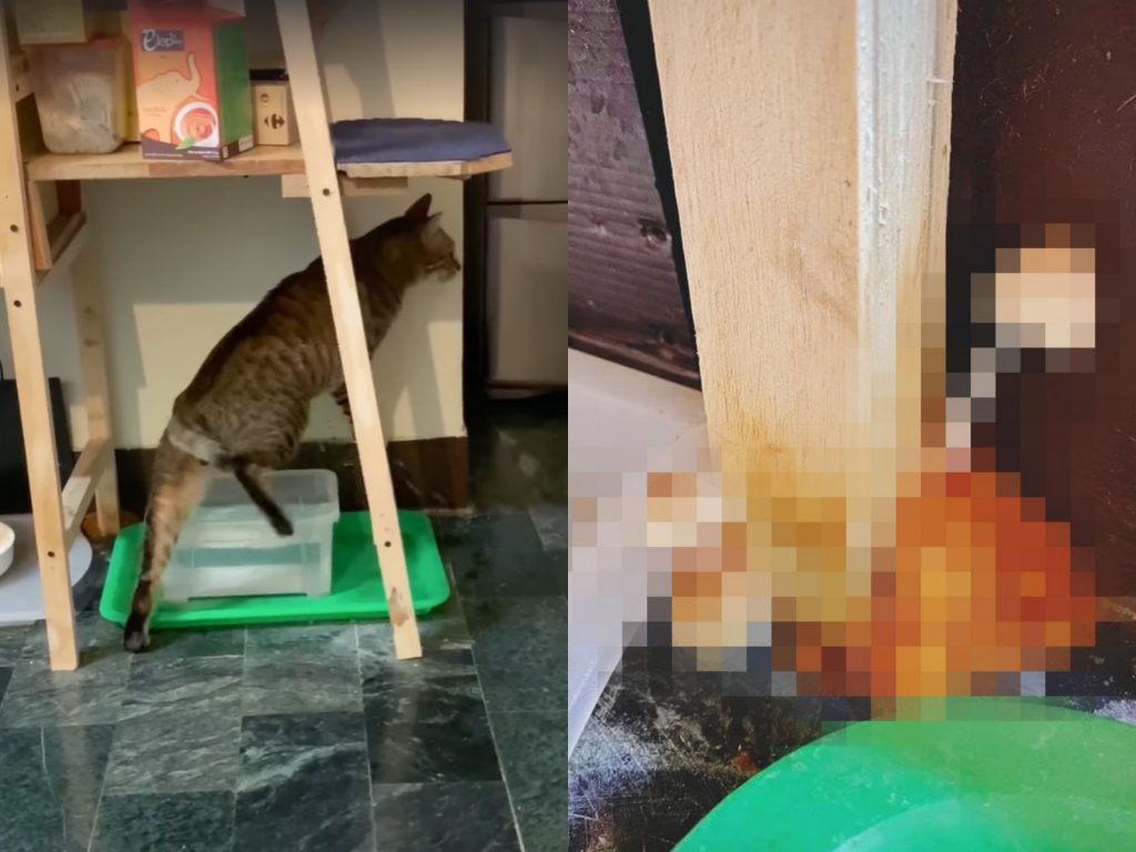 小M每次喝水都要順便洗腳腳，久了竟然長出小生命！（圖／網友洪凱特提供） 