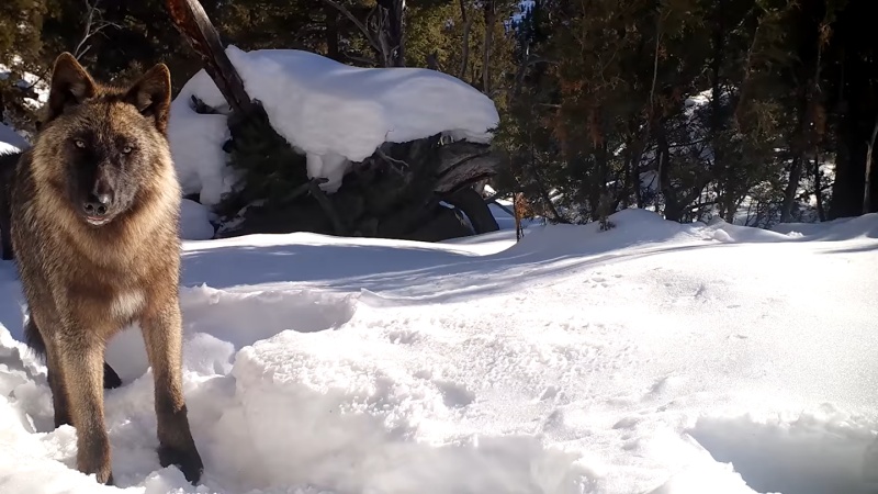 狼老大在雪地中發現攝影機狂舔　後面那隻乖等：輪到偶了嗎？