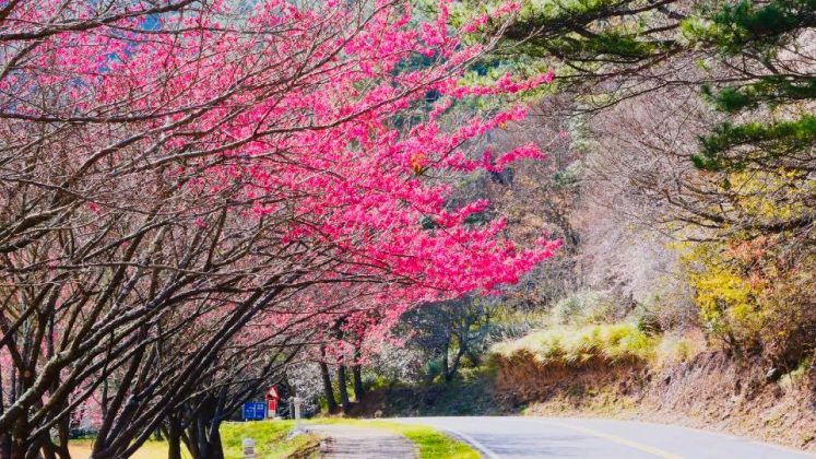 ▲武陵農場是全台知名賞櫻景點之一｜Wuling Farm is one of the most famous spots to enjoy cherry blossoms. （Courtesy of Wuling Farm）